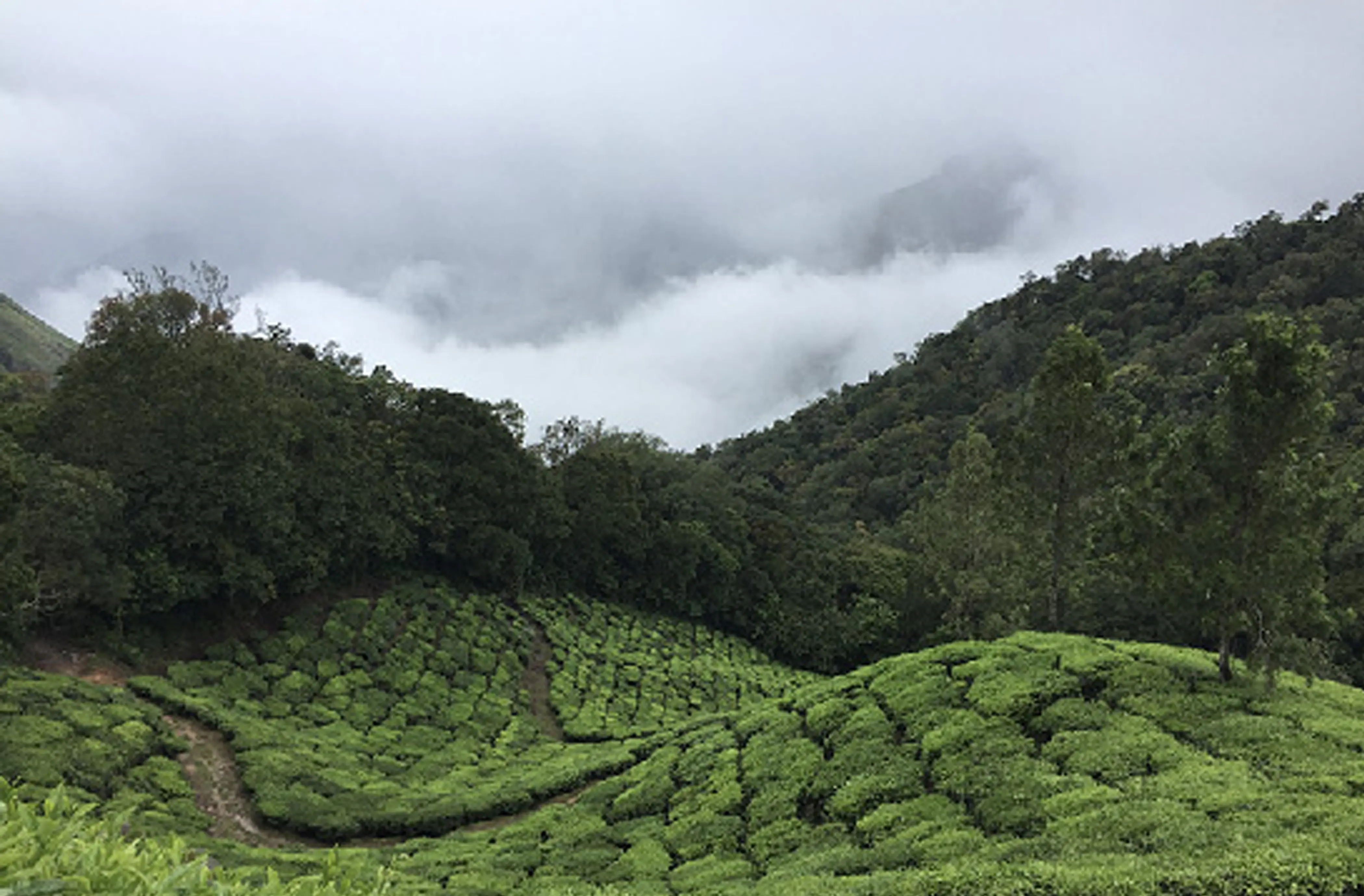 花茶茶山(種植)