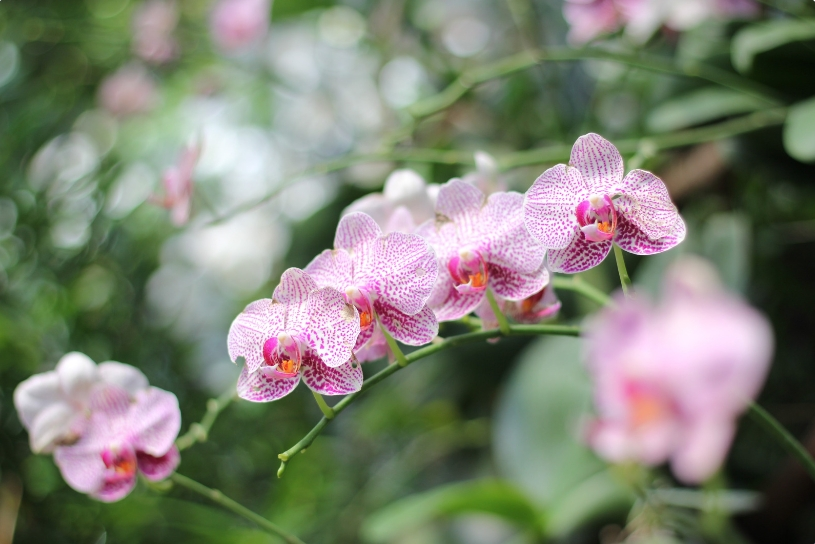 【 Floral Theory 】蝴蝶蘭花藝之美：品味擺設的